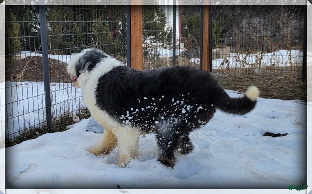 Old English Sheepdog dogs for sale: Taylee - Image 5