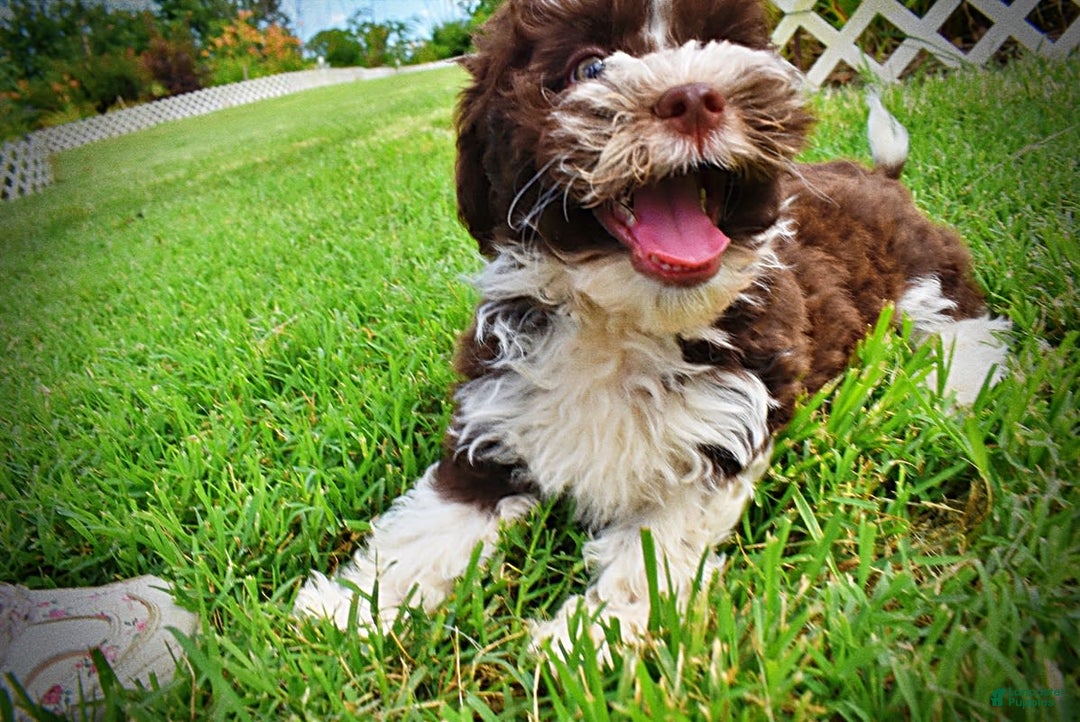 Havapoo dogs for sale: Dash - Image 21