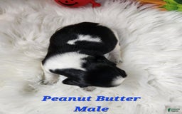 English Springer Spaniel dogs for sale: Peanut Butter - Image 2