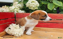 Jack Russell Terrier dogs for sale: Teddy - Image 6