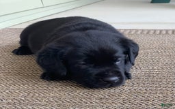Labrador Retriever dogs for sale: Jake - Image 2