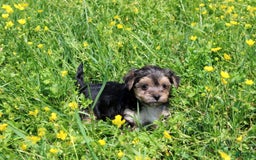 Morkie dogs for sale: Orianna - Image 6