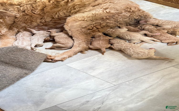 Goldendoodle dogs for sale - Ad 2