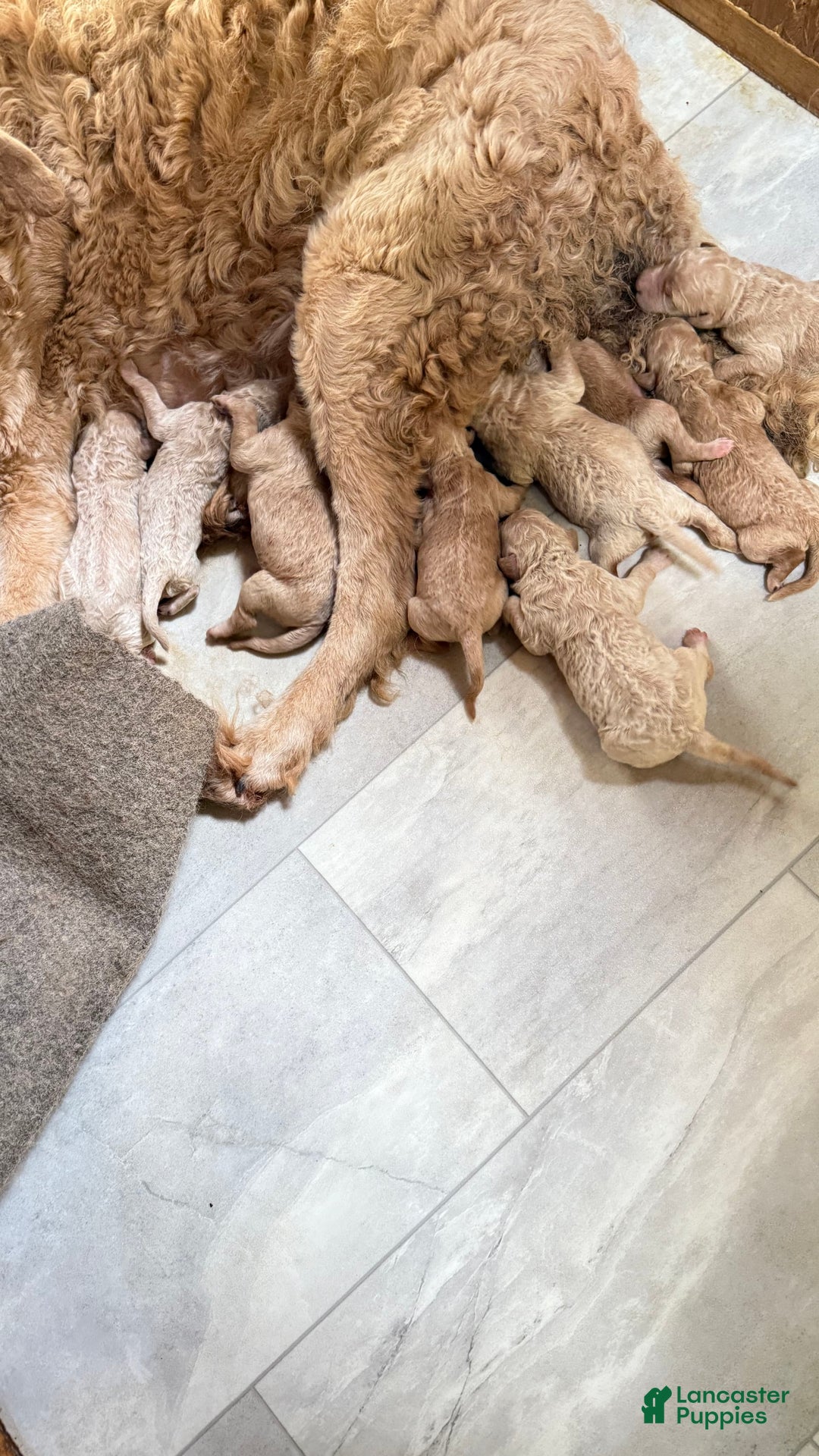 Goldendoodle dogs for sale: Lacy Pink Collar Gd - Image 1