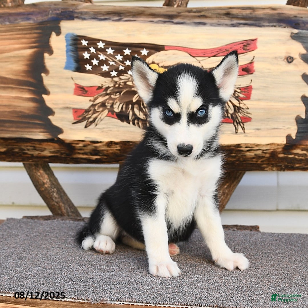 Siberian Husky dogs for sale: Ruby - Image 2
