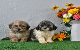Teddy Bear dogs for sale: Landon - Image 3