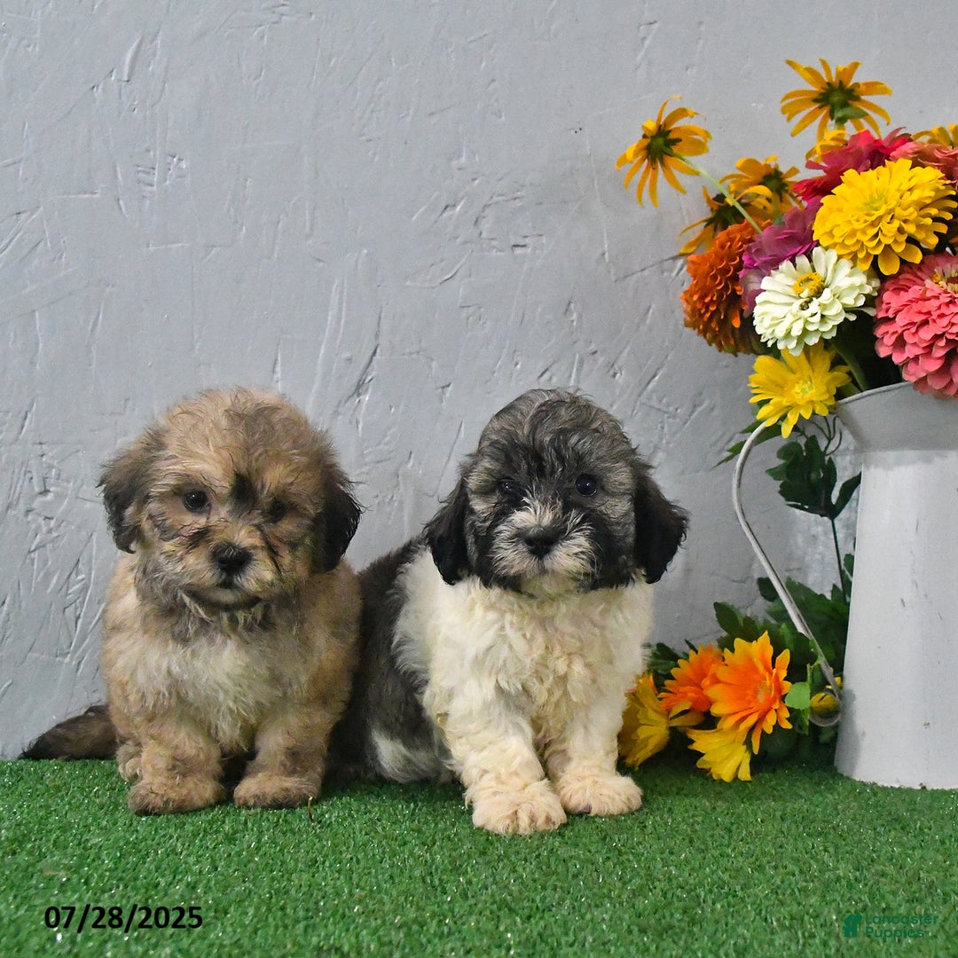 Teddy Bear dogs for sale: Landon - Image 3