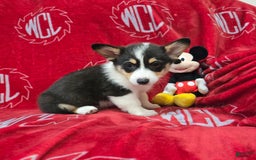 Welsh Corgi Pembroke dogs for sale: Lucky - Image 7