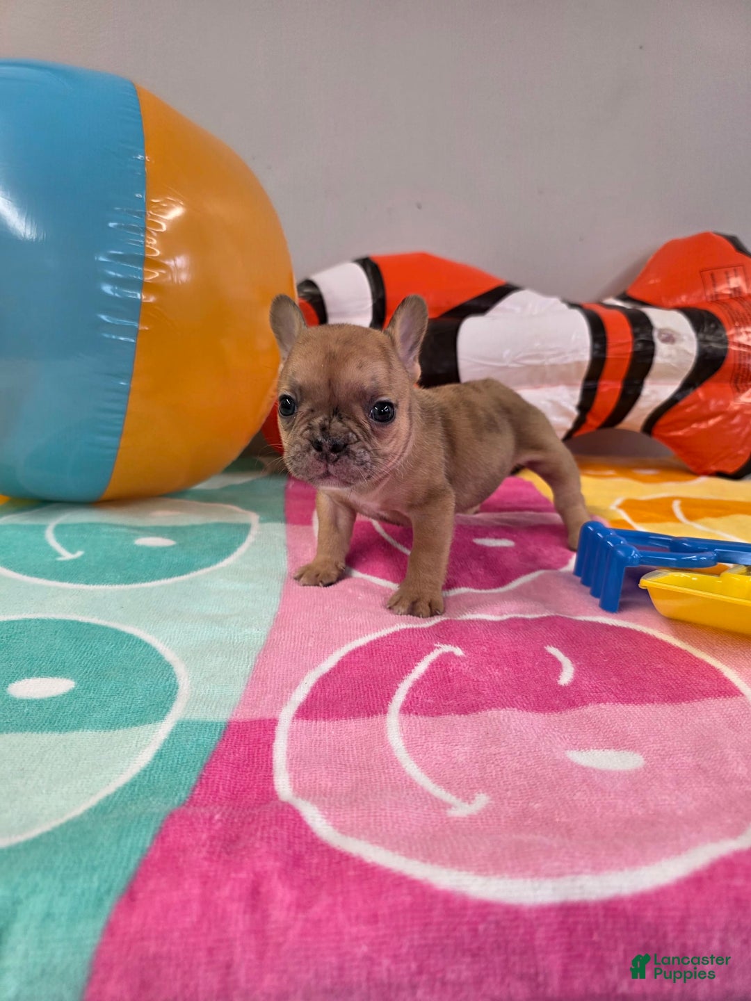 French Bulldog dogs for sale: French Bulldog 5 puppies - Image 8