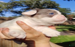 French Bulldog dogs for sale: Patch - Image 4