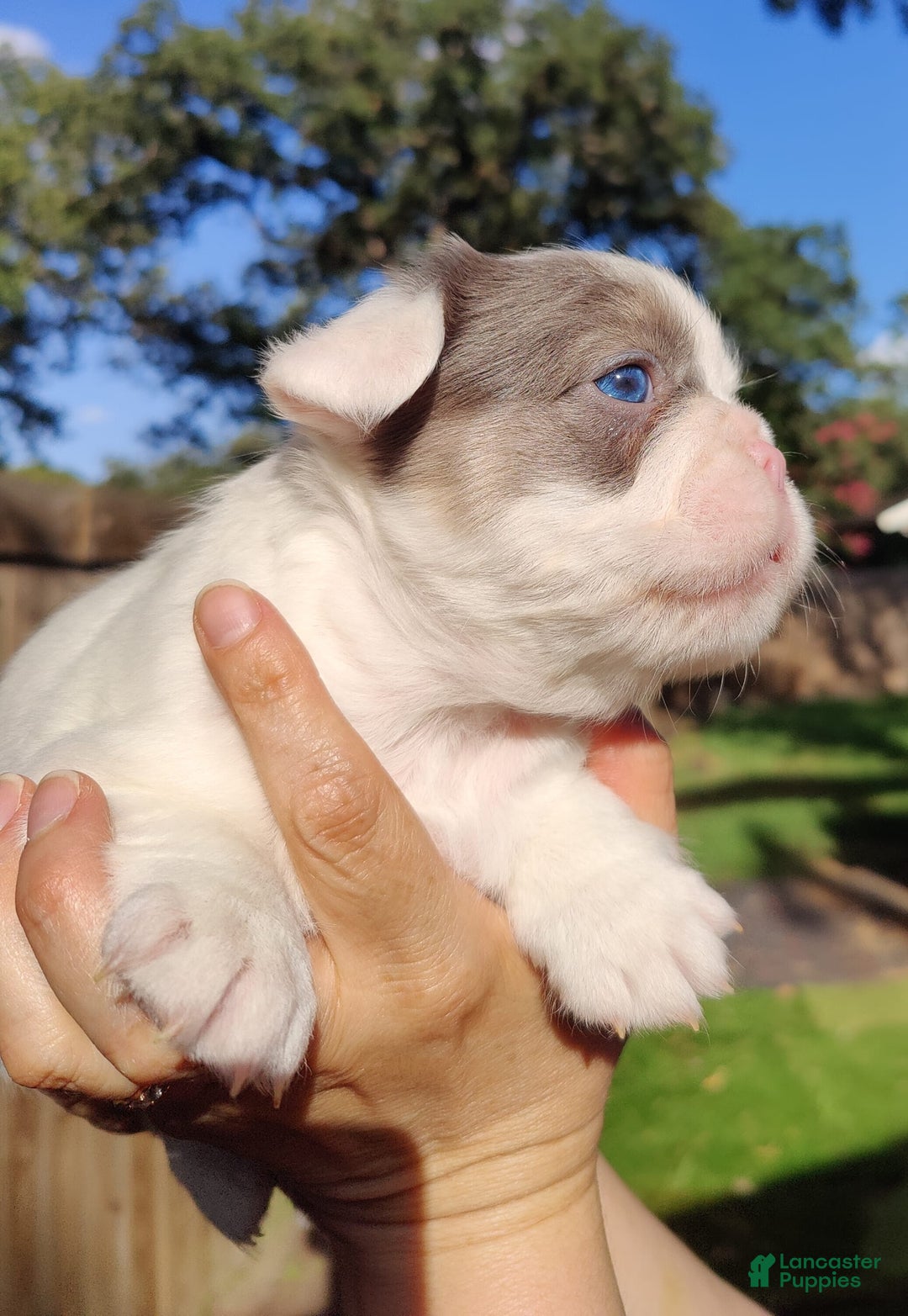 French Bulldog dogs for sale: Patch - Image 4