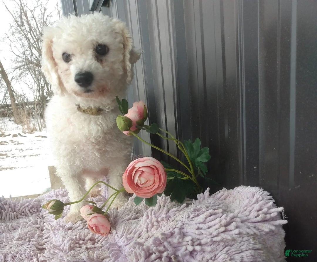Cavachon dogs for sale: Sammy - Image 6