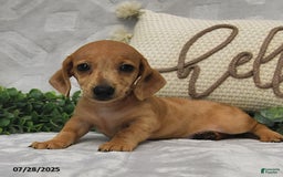 Miniature Dachshund dogs for sale: Dawson - Image 2