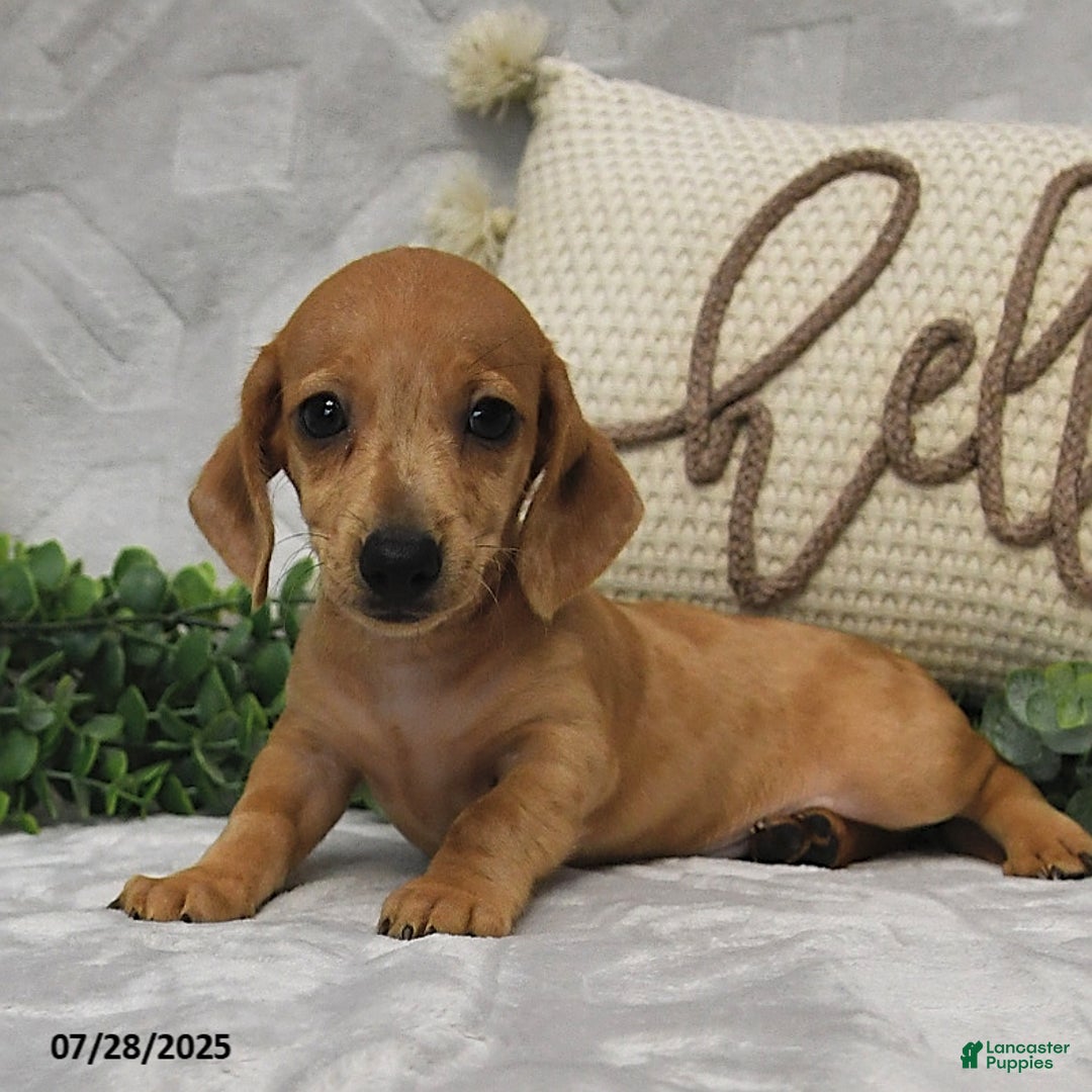 Miniature Dachshund dogs for sale: Dawson - Image 2