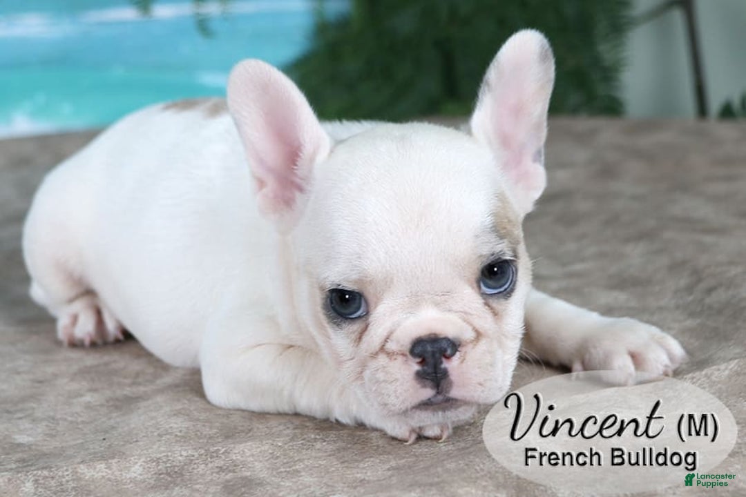 French Bulldog dogs for sale: Vincent - Image 3