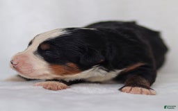 Mini Bernedoodle dogs for sale: Milo - Image 8