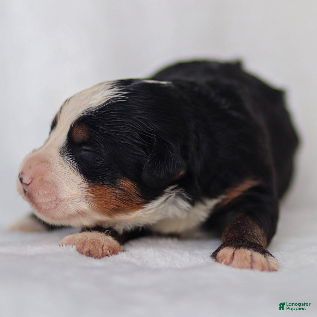 Mini Bernedoodle dogs for sale: Milo - Image 8