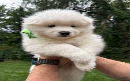 Samoyed dogs for sale: Jacque - Image 6