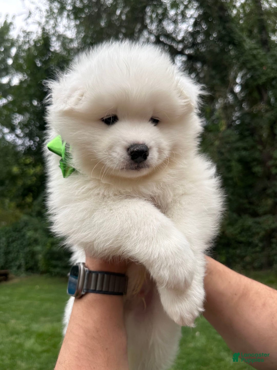 Samoyed dogs for sale: Jacque - Image 6