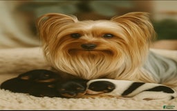 Yorkshire Terrier dogs for sale: Polly - Image 8