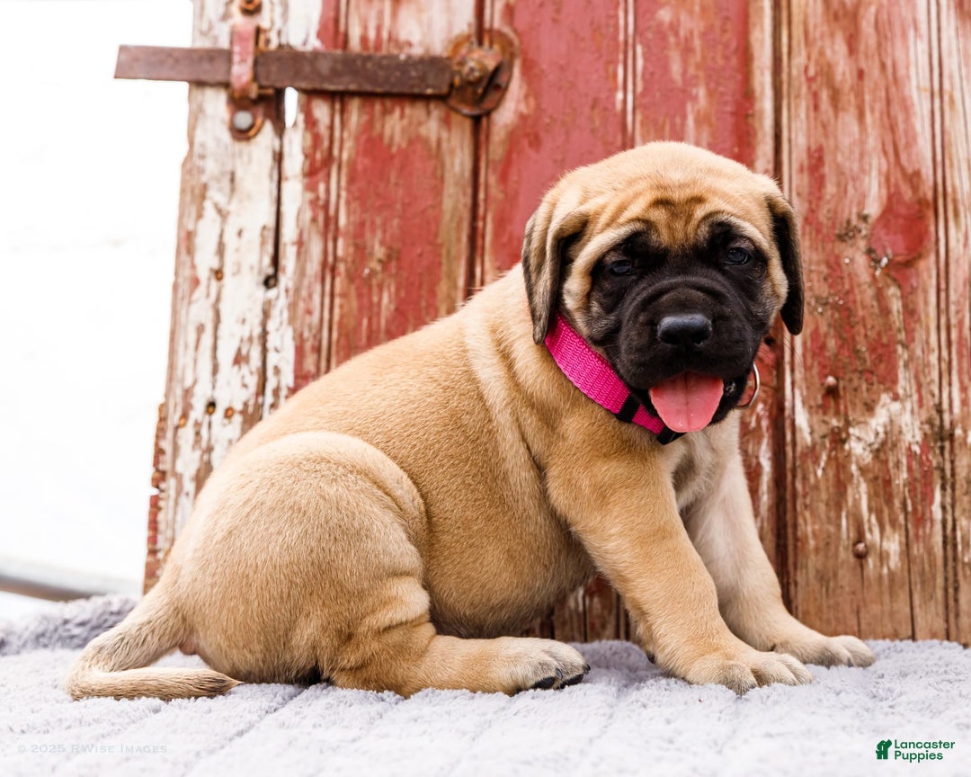 English Mastiff dogs for sale: Hadley - Image 1