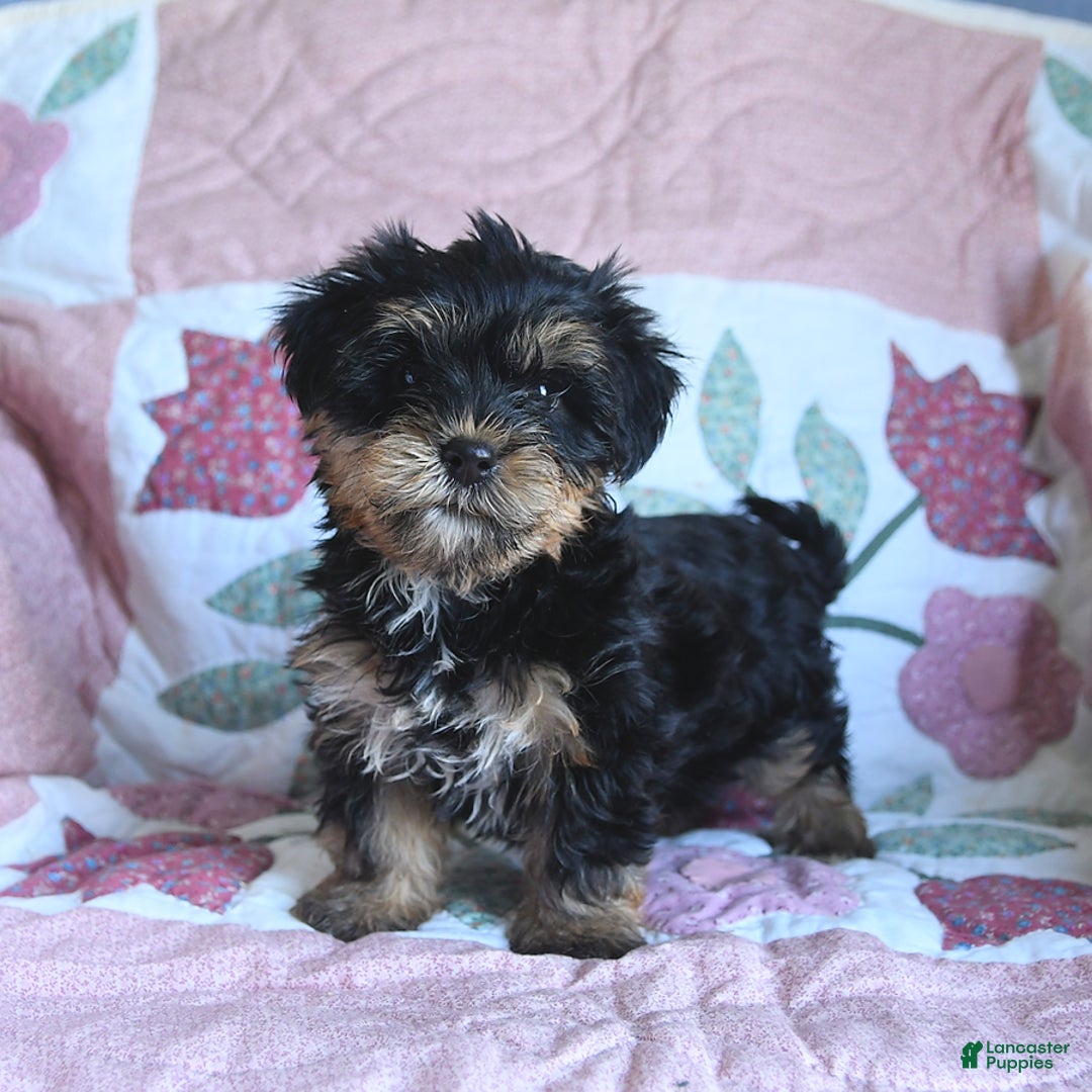 Morkie dogs for sale: Boots - Image 2