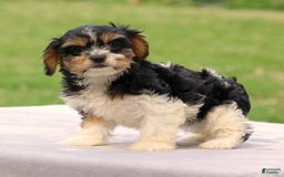 Cavachon dogs for sale: Alexa - Image 1