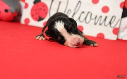 Bernese Mountain Dog dogs for sale: Cherrio - Image 11
