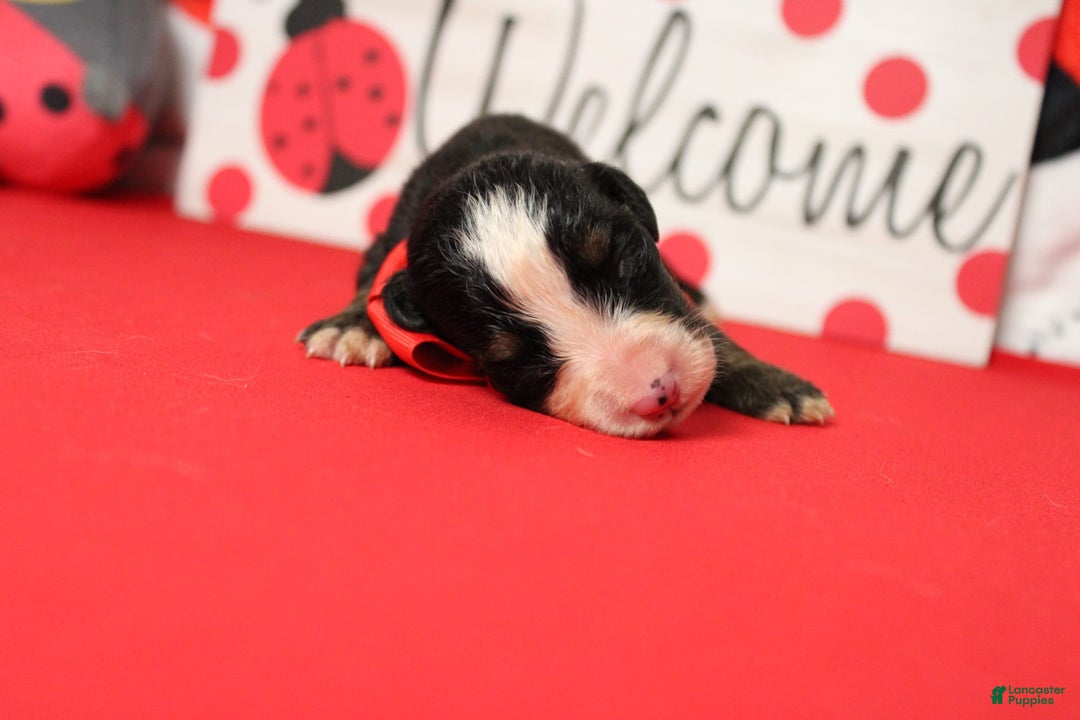 Bernese Mountain Dog dogs for sale: Cherrio - Image 11