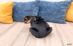 Beabull dogs for sale: Bolt - Image 2