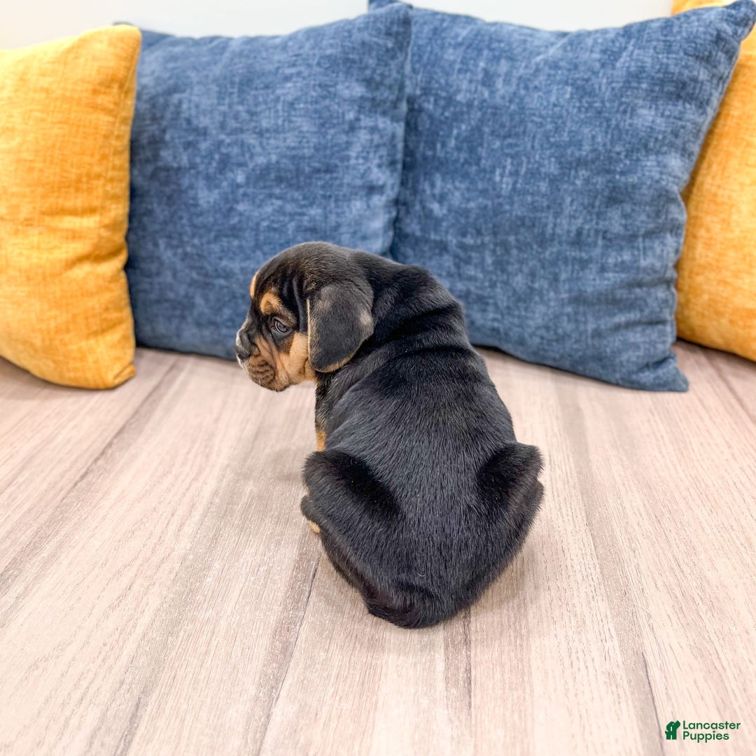 Beabull dogs for sale: Bolt - Image 2