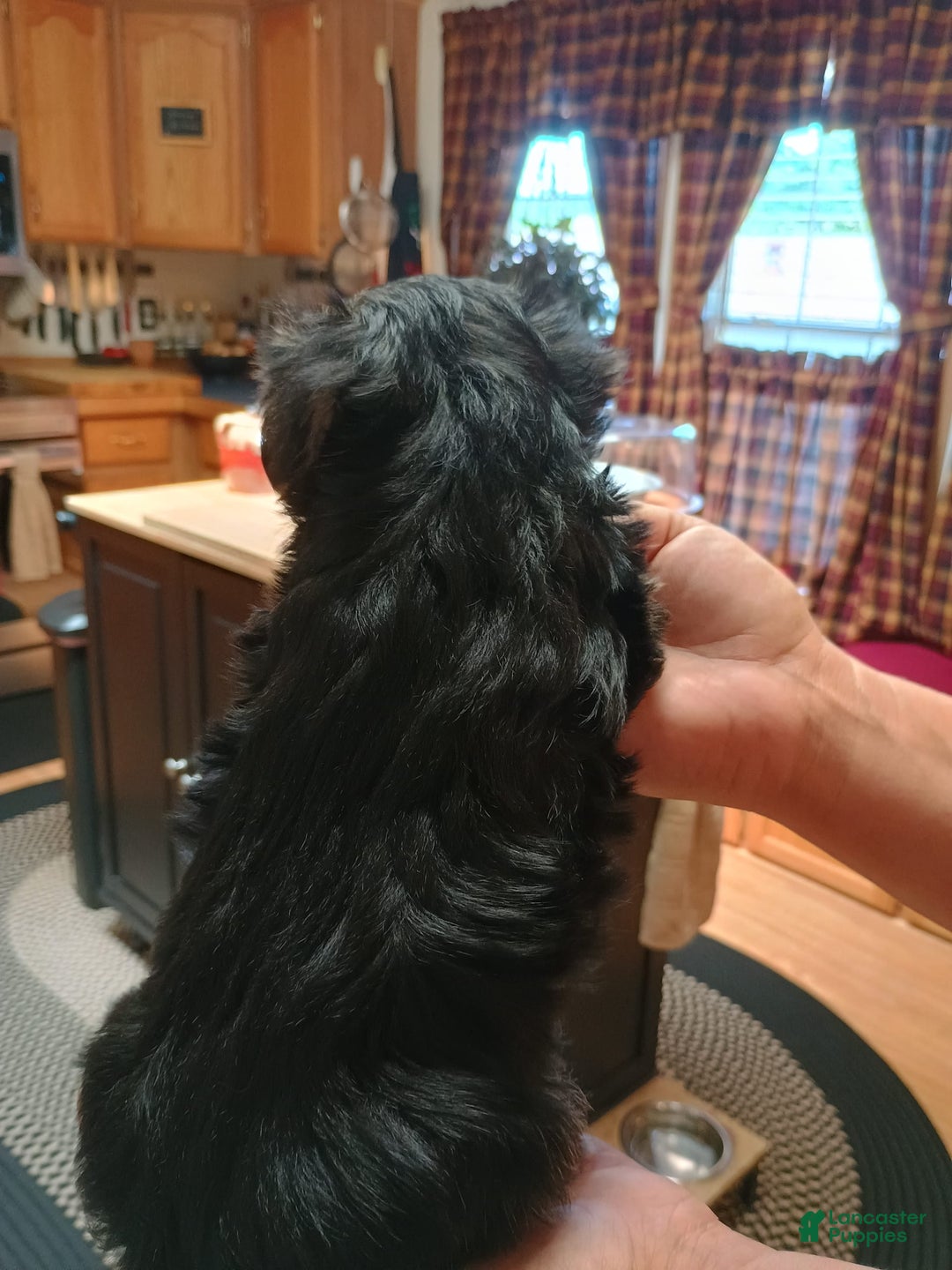 Morkie dogs for sale: Morkie 2 puppies - Image 2
