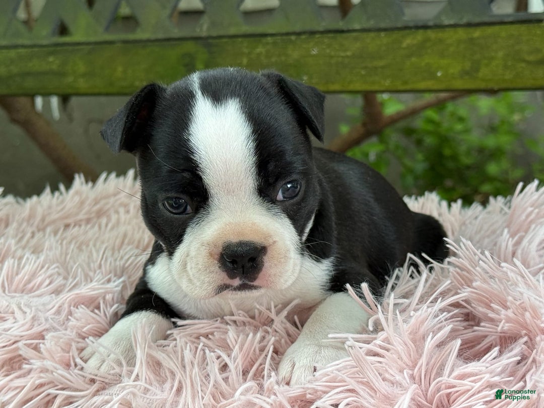 Frenchton dogs for sale: Jodi - Image 3