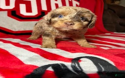 Mini Aussiedoodle dogs for sale: Ringo - Image 4