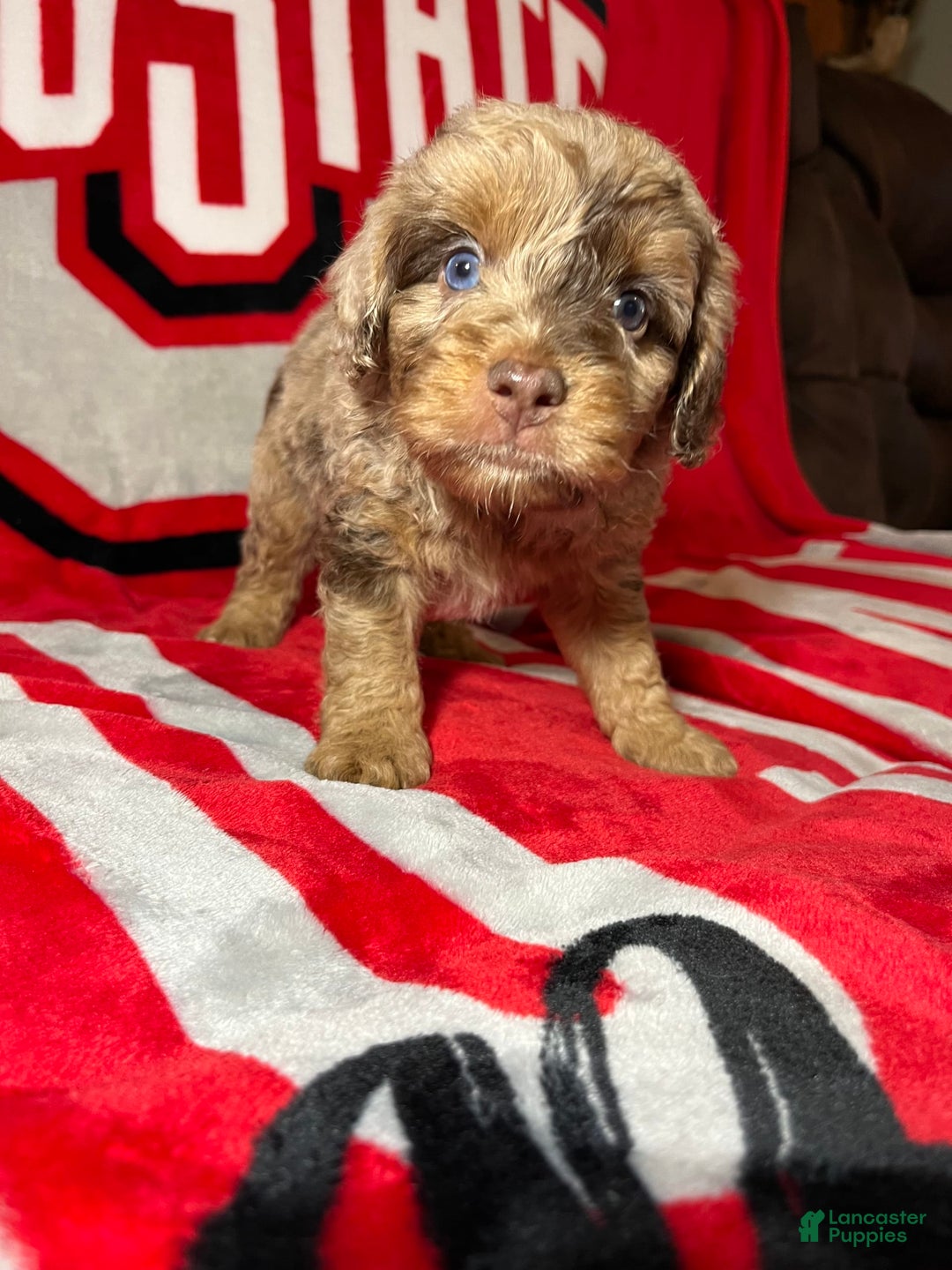 Mini Aussiedoodle dogs for sale: Ringo - Image 4