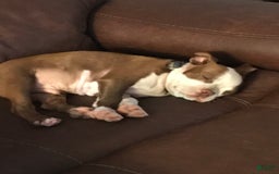 Boston Terrier dogs for sale: Winston - Image 12