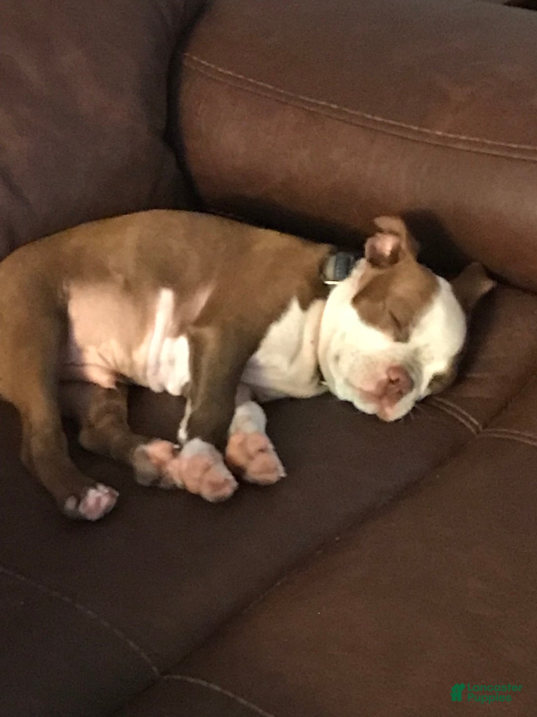 Boston Terrier dogs for sale: Winston - Image 12