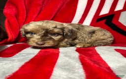 Mini Aussiedoodle dogs for sale: Ringo - Image 8