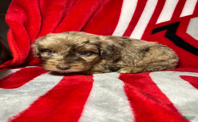 Mini Aussiedoodle dogs - Advert 13
