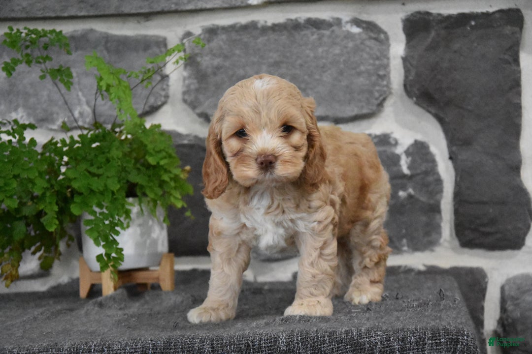 Cockapoo dogs for sale: Shiann - Image 1