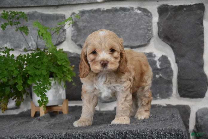Cockapoo dogs for sale - Ad 4