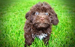 Havapoo dogs for sale: Bessie - Image 5