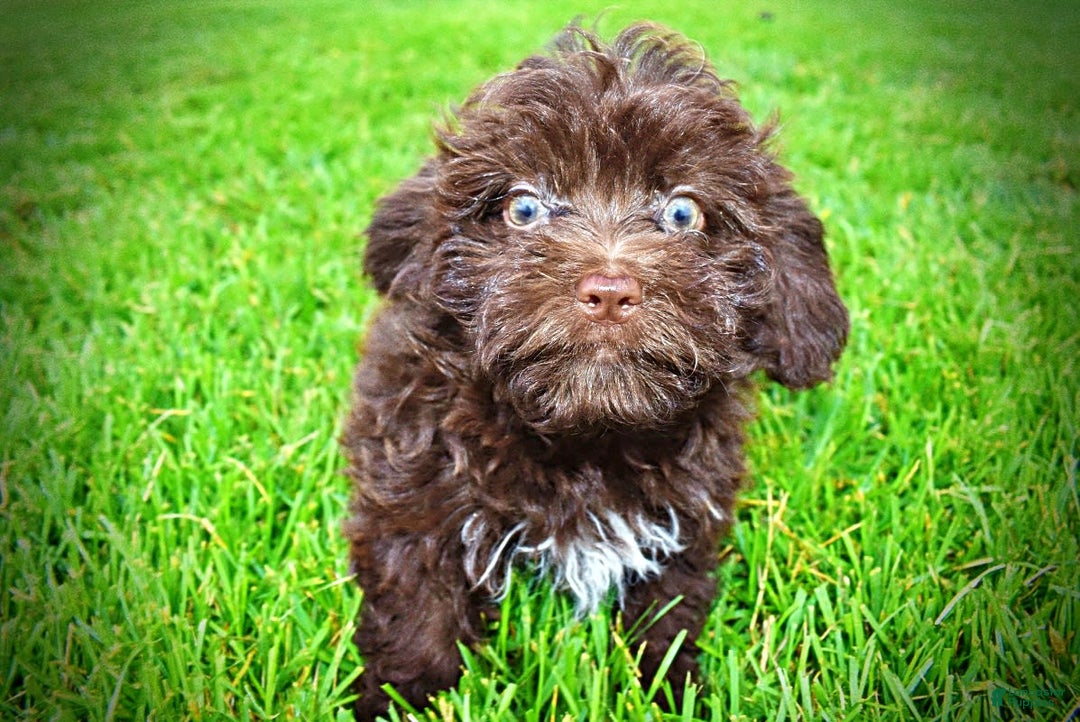 Havapoo dogs for sale: Bessie - Image 5