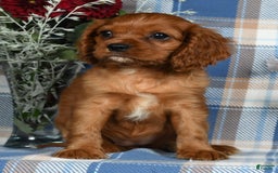 Cavalier King Charles Spaniel dogs for sale: Abby - Image 4