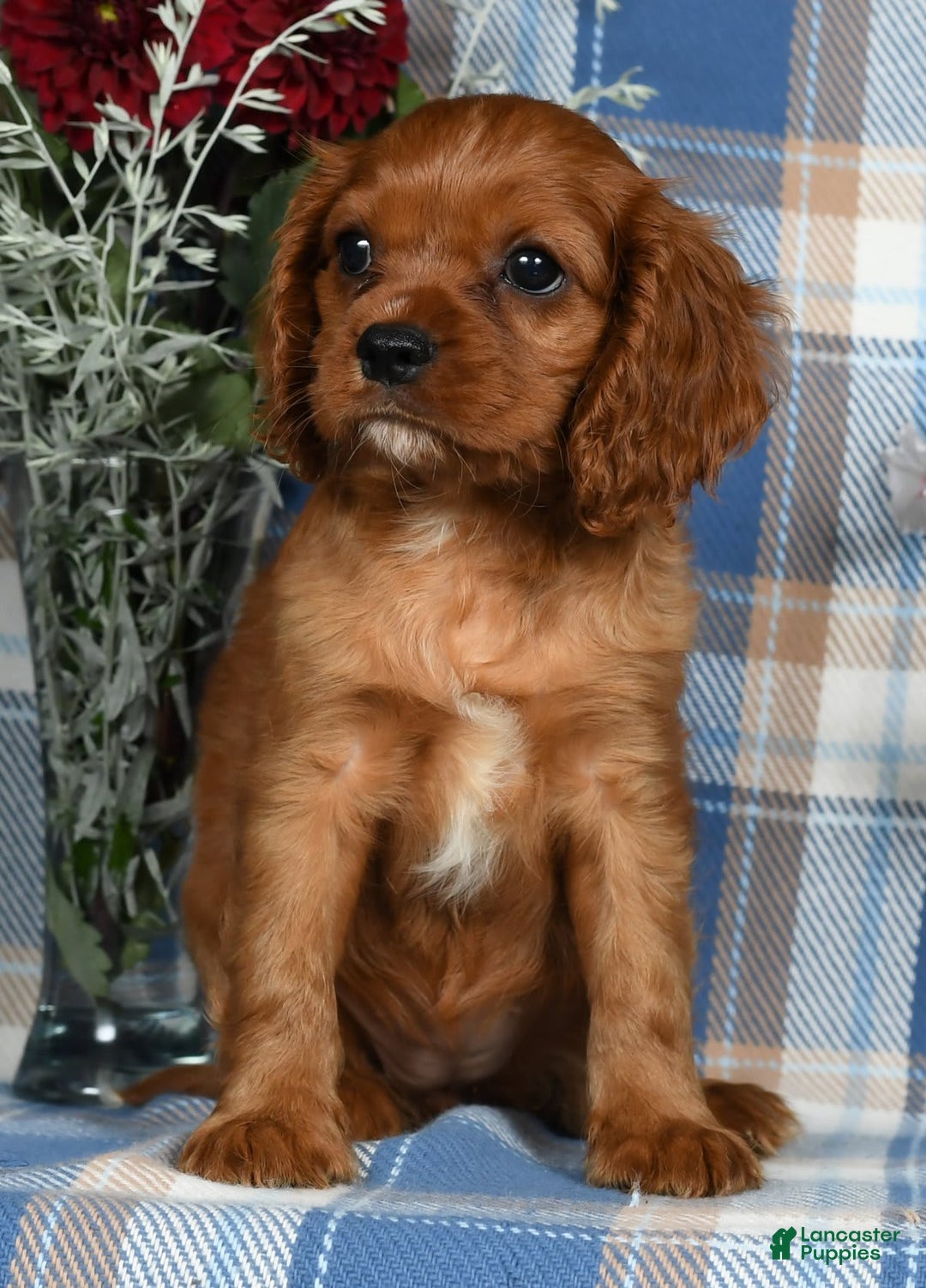 Cavalier King Charles Spaniel dogs for sale: Abby - Image 4