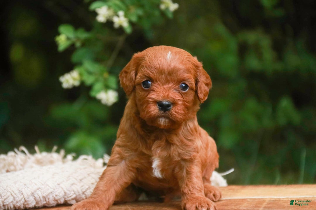 Cavalier King Charles Spaniel dogs for sale: Monty - Image 26