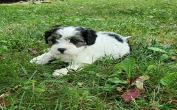 Cavapoo dogs for sale: Darlie - Image 4