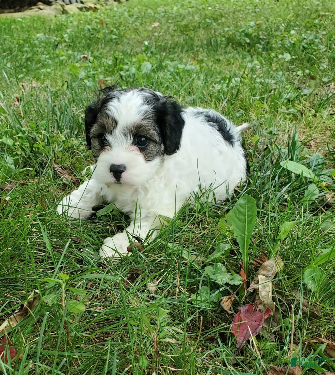 Cavapoo dogs for sale: Darlie - Image 4