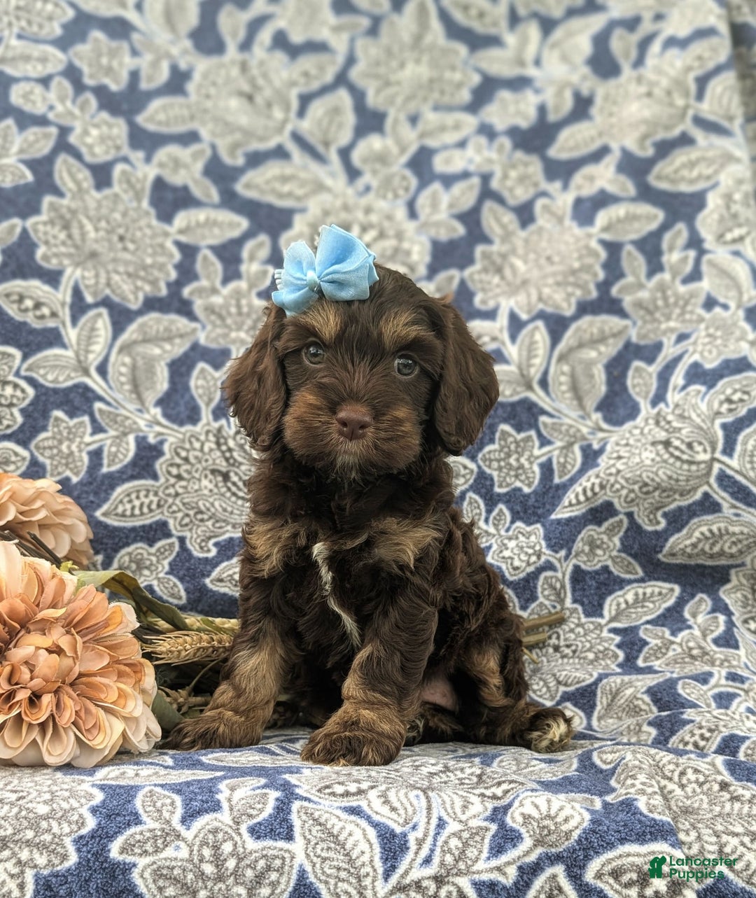 Cockapoo dogs for sale: Kristy - Image 1