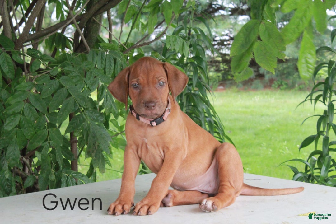 Rhodesian Ridgeback dogs for sale: Gwen - Image 5